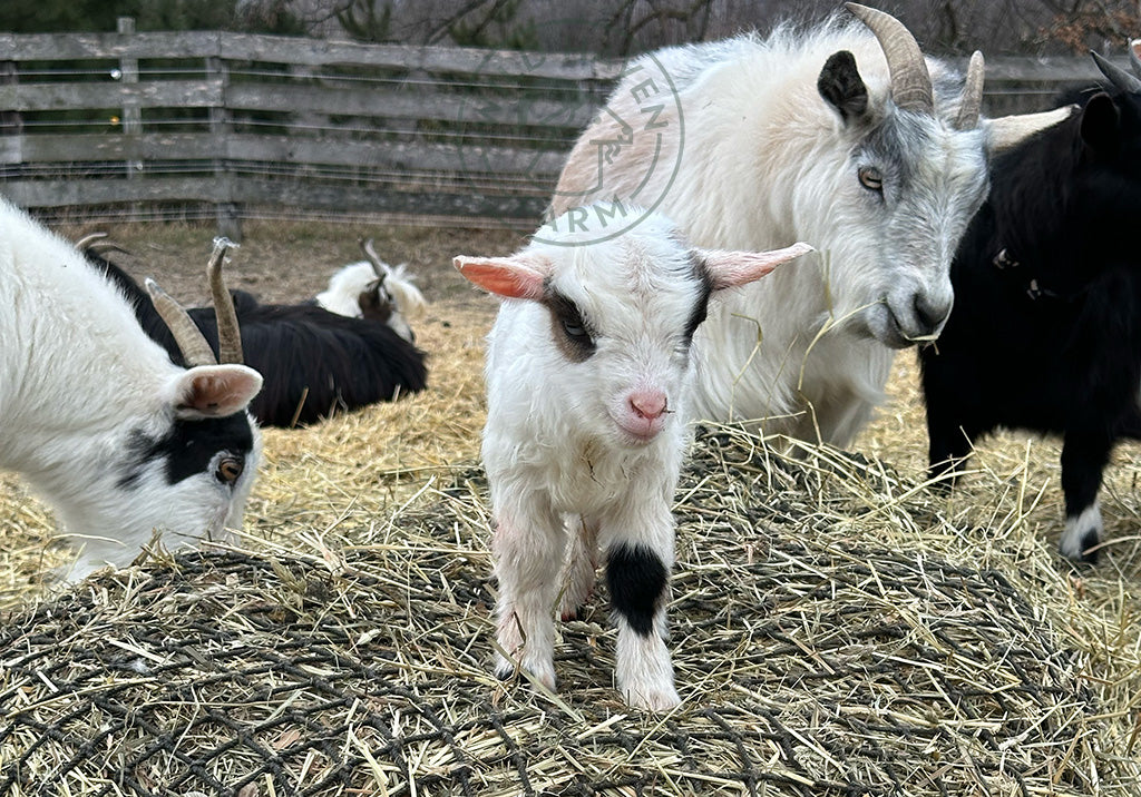 Jim, a myotonic buckling at Wild Haven Farm