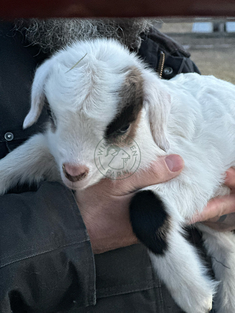 Jim, a myotonic buckling at Wild Haven Farm