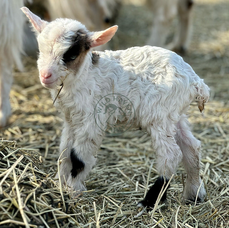 Jim, a myotonic buckling at Wild Haven Farm