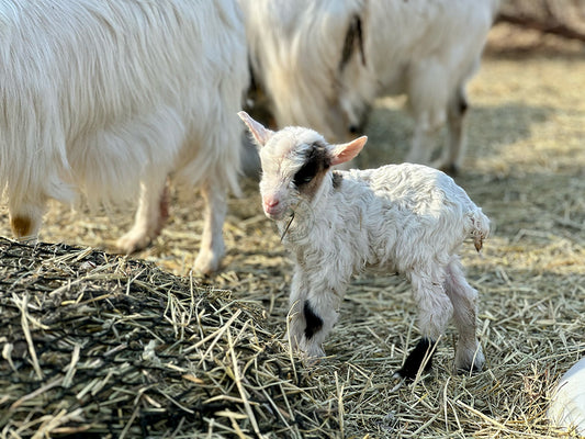 Jim, a myotonic buckling at Wild Haven Farm