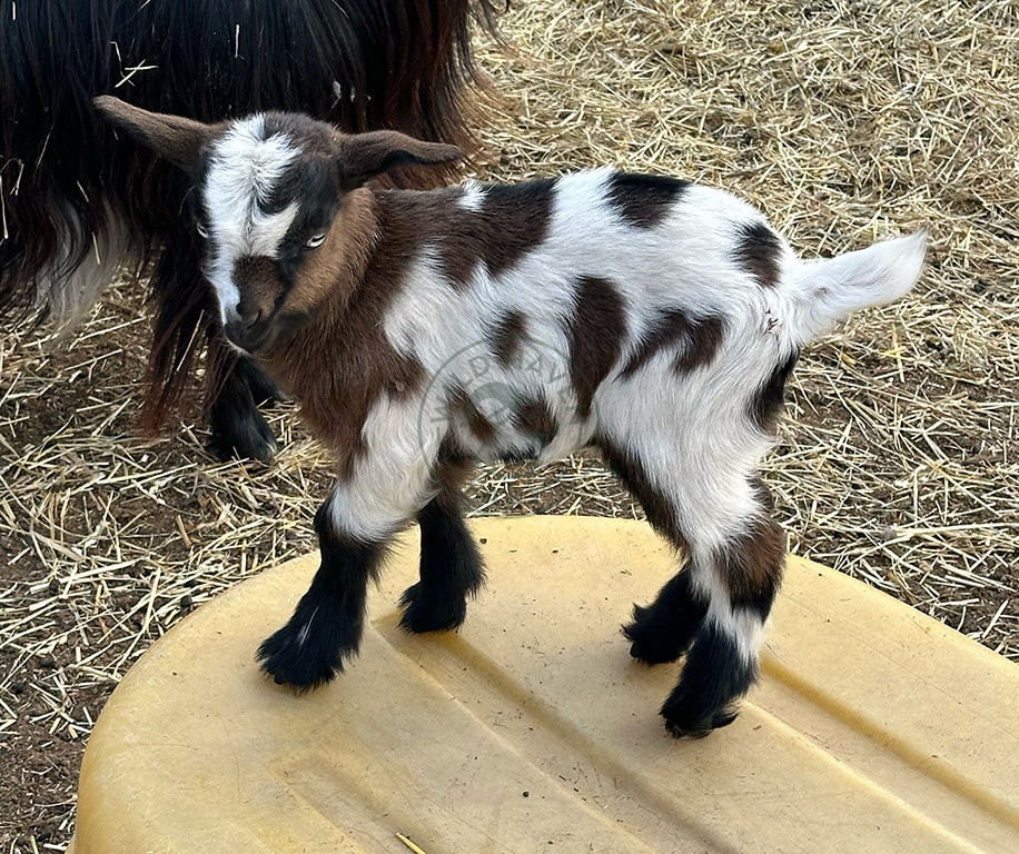 Journey, a doeling goat at Wild Haven Farm