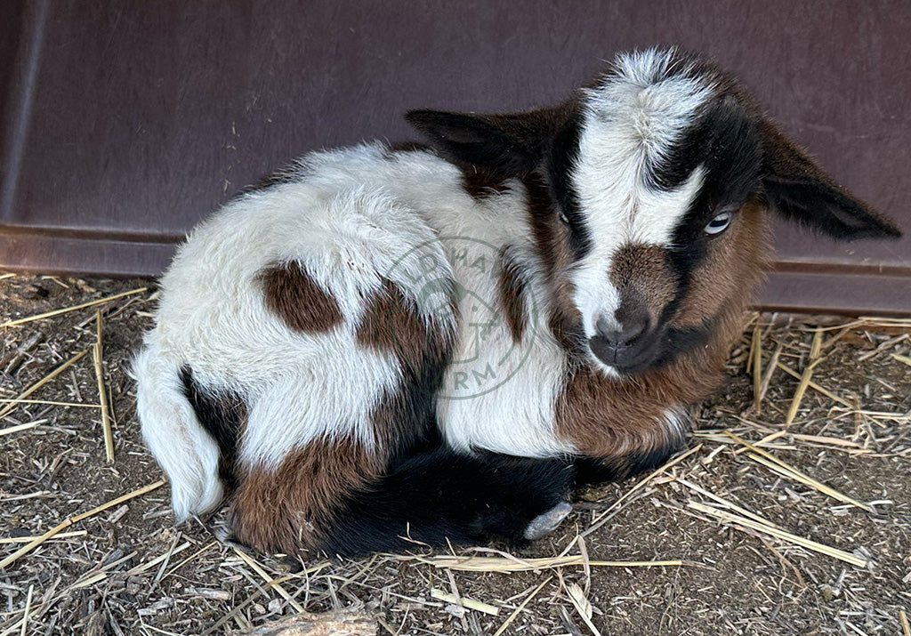 Journey, a doeling goat at Wild Haven Farm
