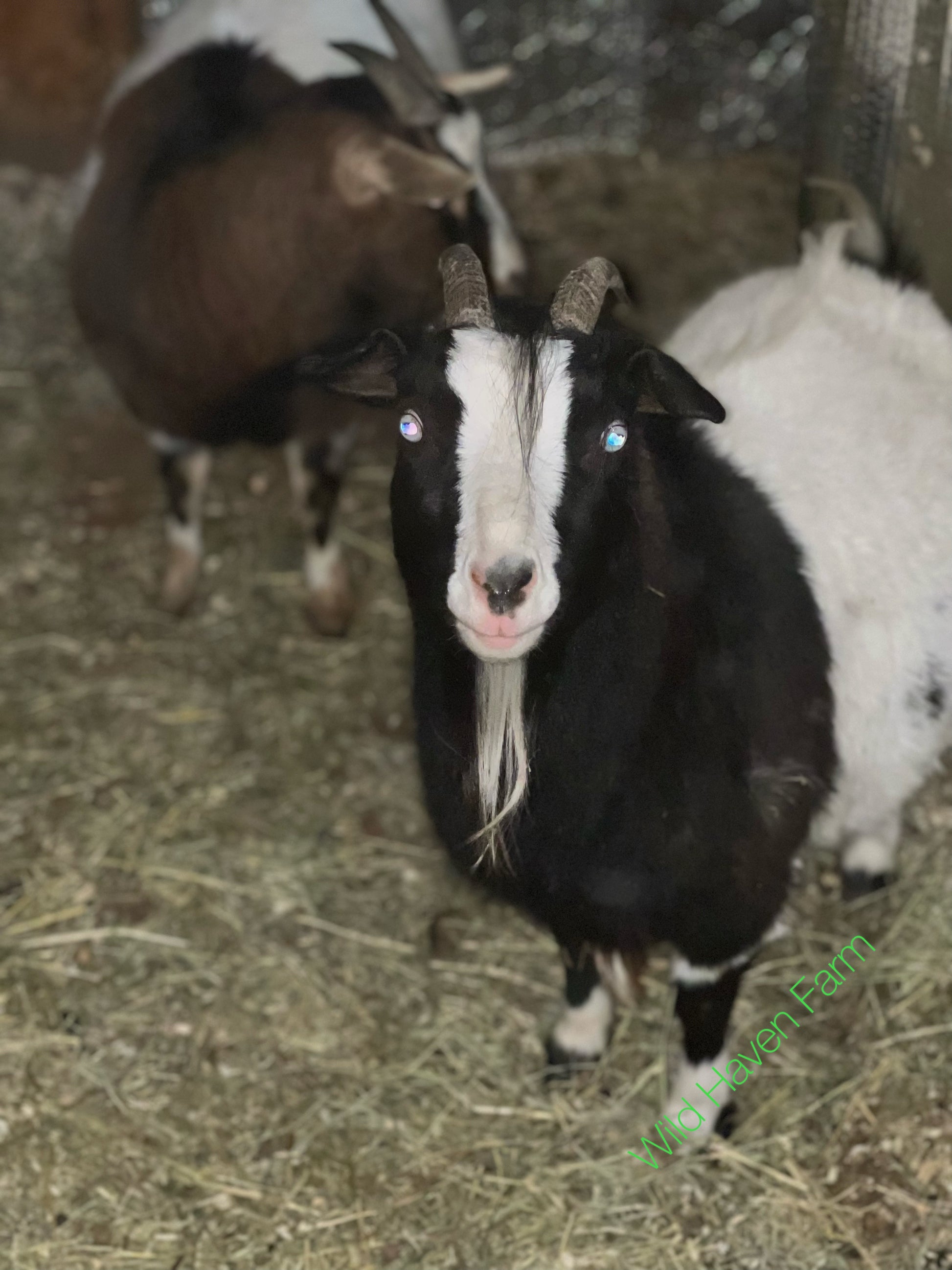Lily, a myotonic goat at Wild Haven Farm looking at the camera