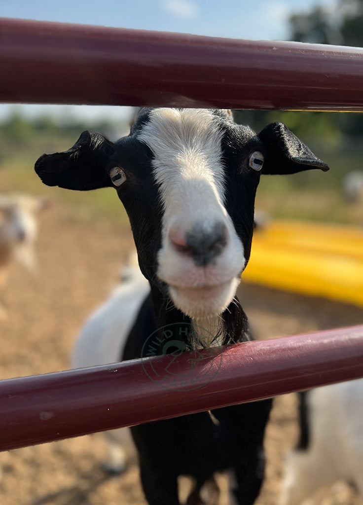 Lily, a myotonic goat at Wild Haven Farm looking at the camera