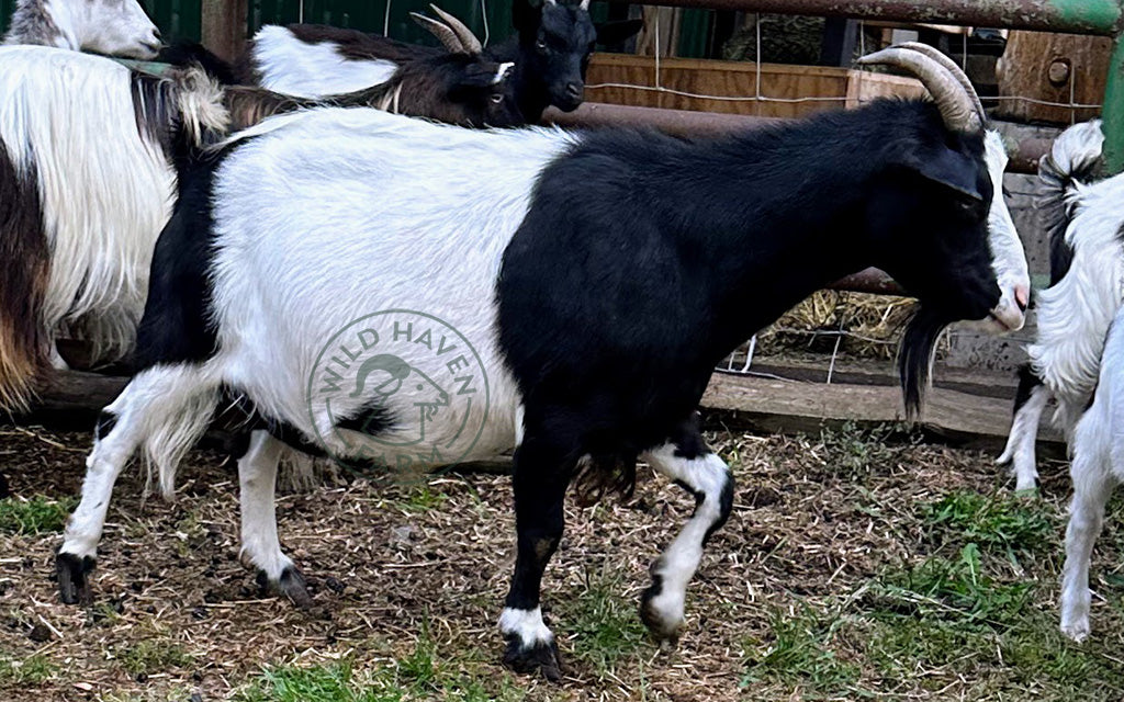 Lily, a myotonic goat at Wild Haven Farm right side