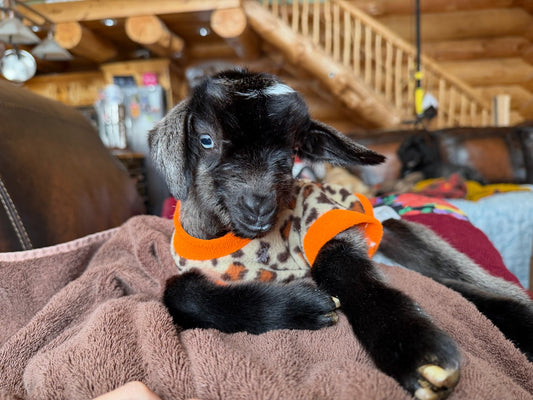 Wild Haven Farm Loki