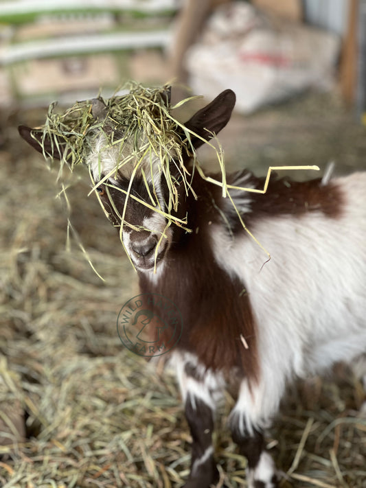 Wild Haven Lou - Miniature Silky Fainting Goat - Buck