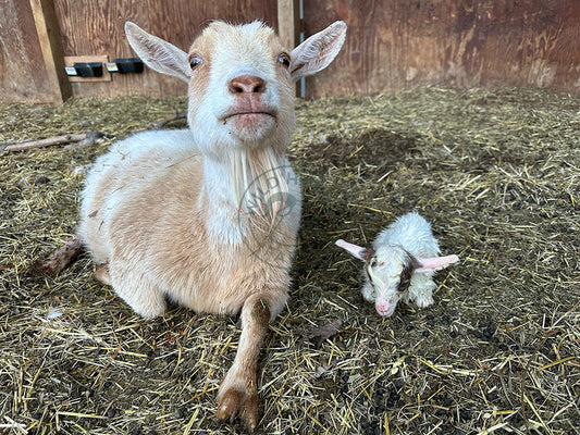 Mindy, a Nigerian Dwarf doe