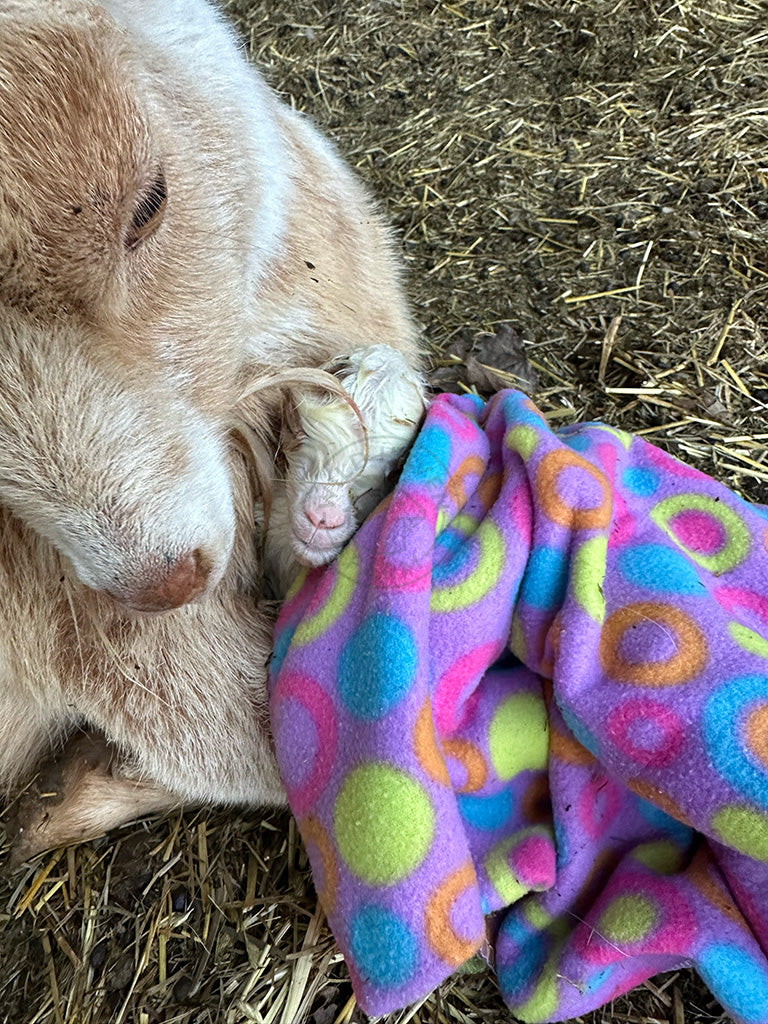 Garth - Myotonic/Nigerian Dwarf Buck