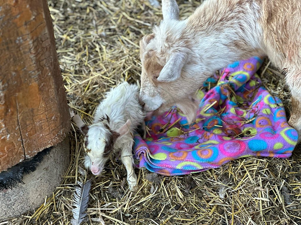 Garth - Myotonic/Nigerian Dwarf Buck