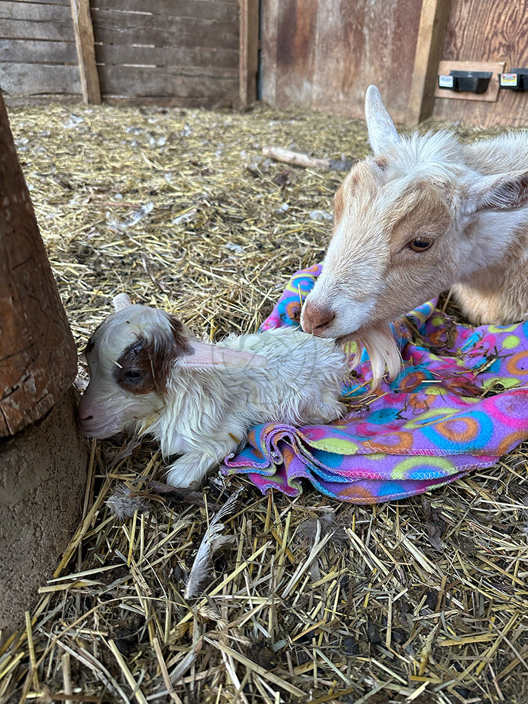 Garth - Myotonic/Nigerian Dwarf Buck