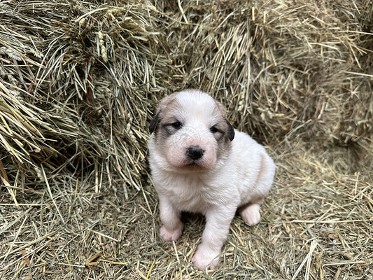 Great Pyrenees Puppy on hay bale