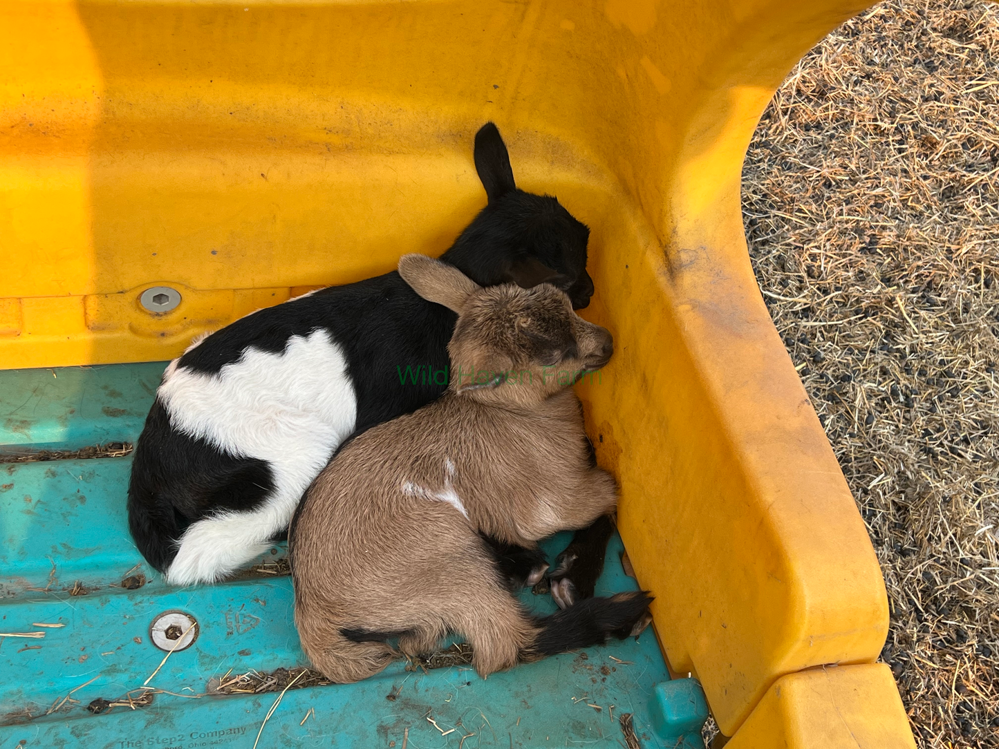Two baby goats in a child's outdoor plastic toy