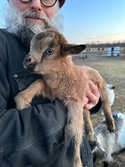 Man holding baby goat