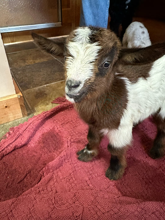 Baby goat