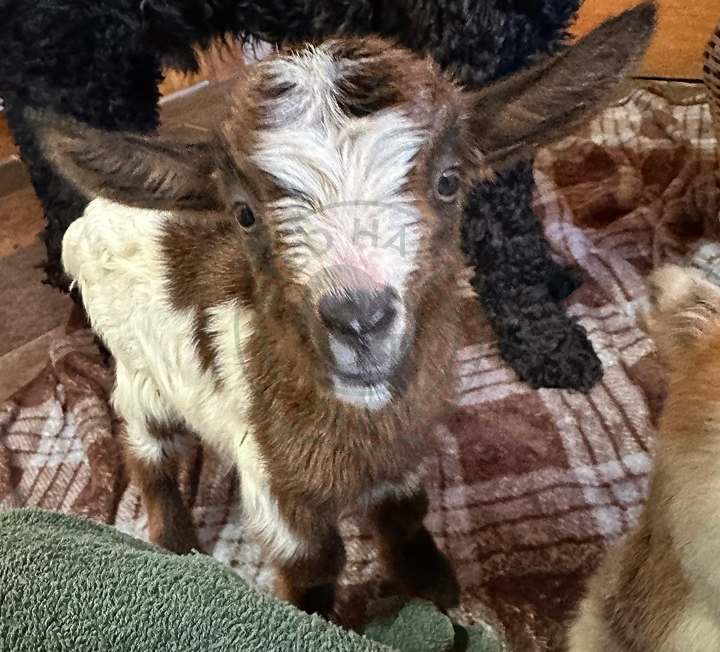 Baby goat