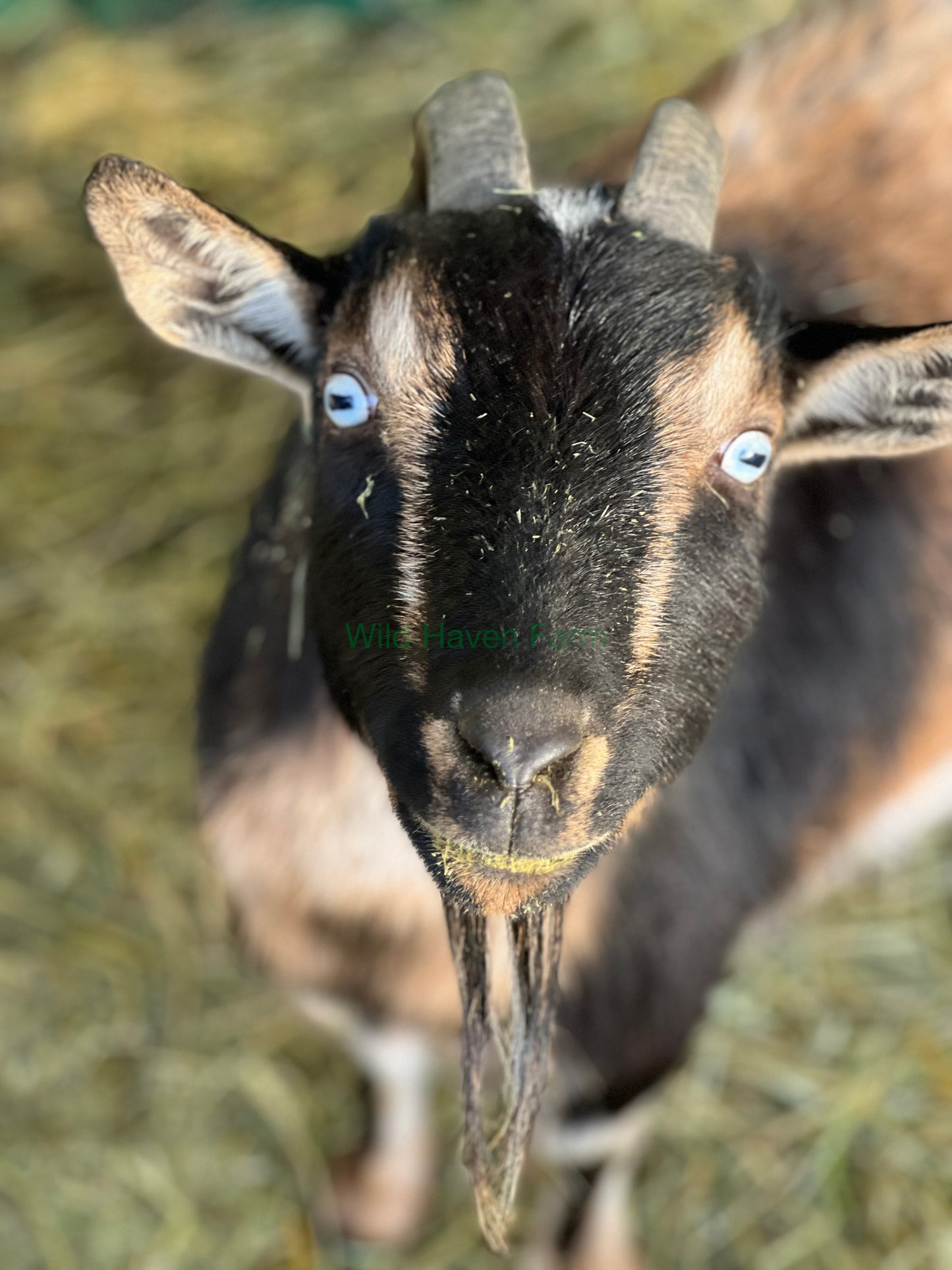 Skye - Nigerian Dwarf Doe