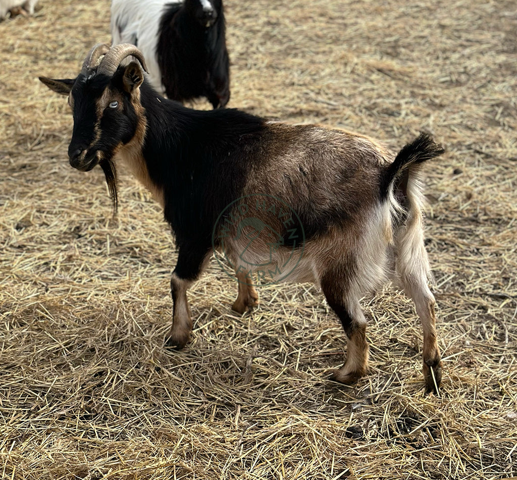 Skye - Nigerian Dwarf Doe