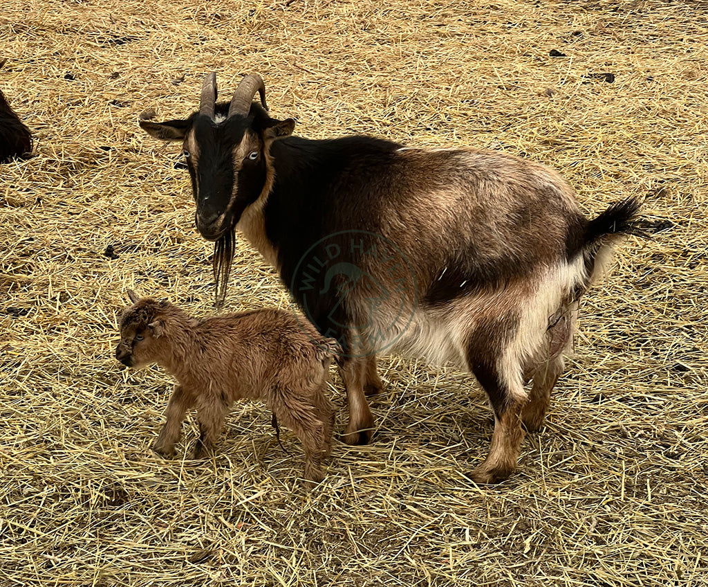 Skye - Nigerian Dwarf Doe