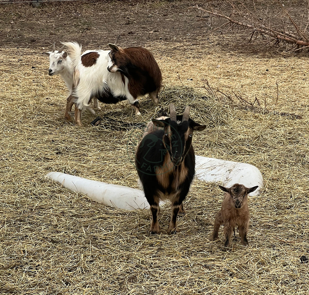 Skye - Nigerian Dwarf Doe