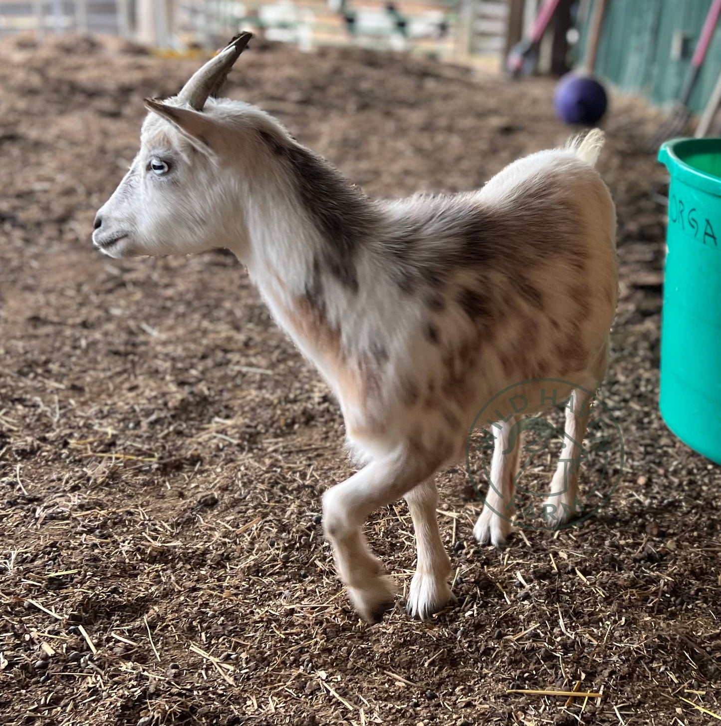 Susanna - Nigerian Dwarf Doe