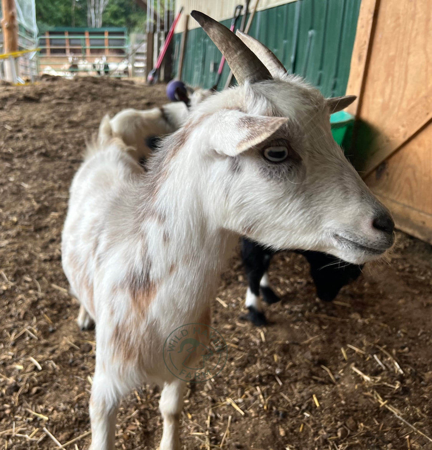 Susanna - Nigerian Dwarf Doe