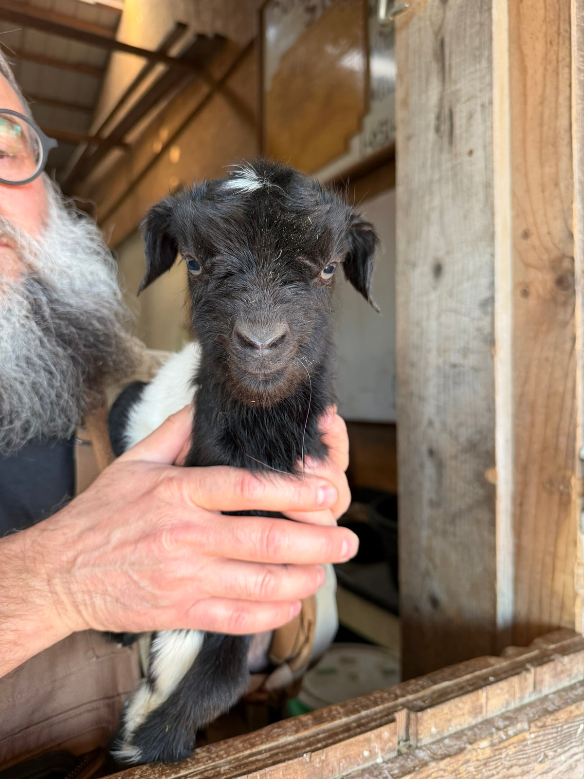 Wild Haven Farm Treymon