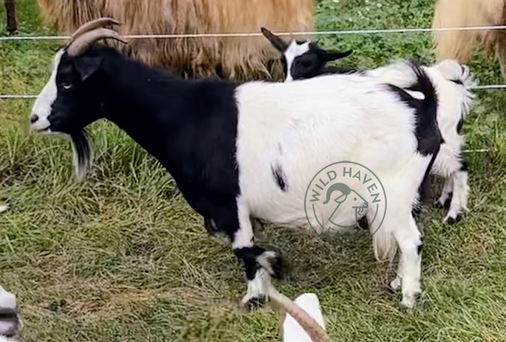Lily, a myotonic goat at Wild Haven Farm left side