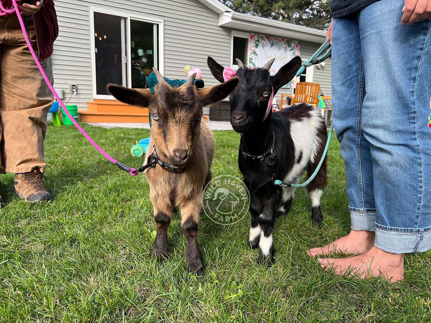 two goats on leads standing at people's feet at a party